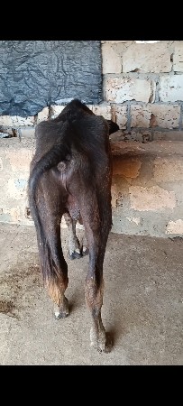 આ બે પાડા વેચવાના છે