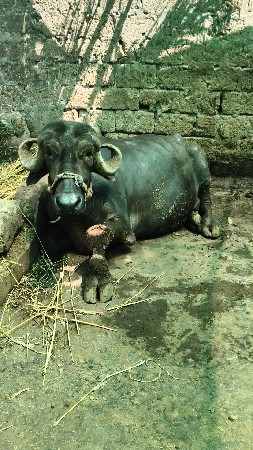 જાફરાબાદી ભેંસ વેસવા ની છે