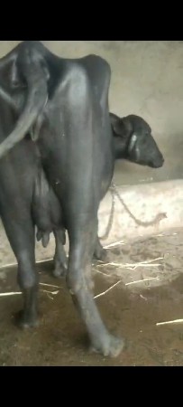 ખડાય વેસવાની છે