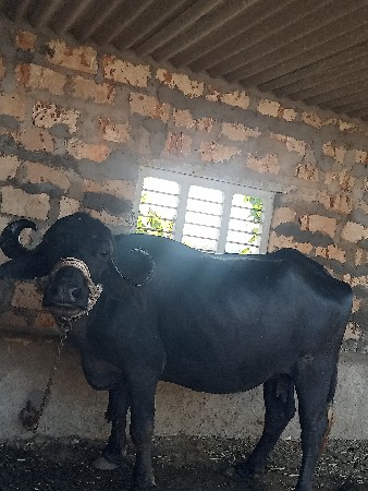 ભેશ વેચવાની છે