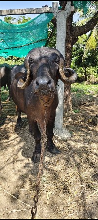 ખડેલી  વેસવાની
