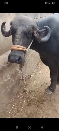 2. વેતર