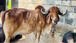 ગાય વેચવા ની છે