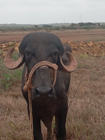 ખણેલીવેચવાનીસે
