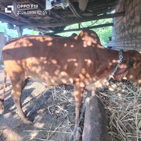 આ ગાય વેચવાની છે