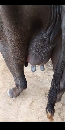 ખડેલી વેસવાની છે