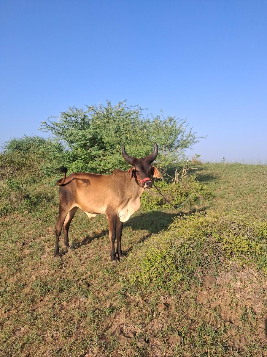 ગોઢલો વેચવા નો છે