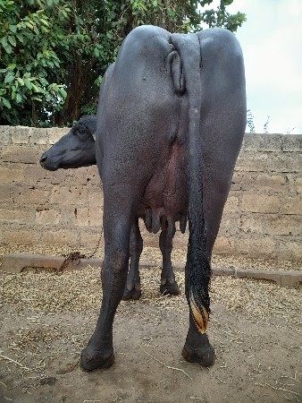 આ ભેંસ વેસવાની છે