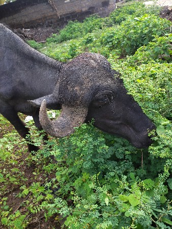 પાડો વેચવાનો હે