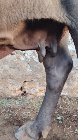 આ ભેંસ દેવાની છે