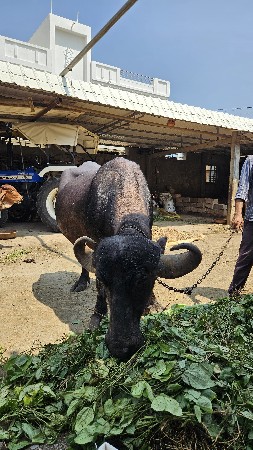 વેશવાનીશે