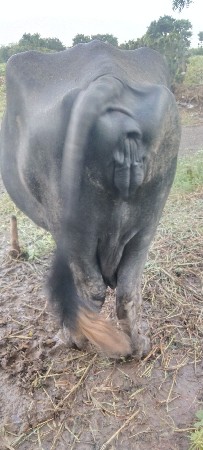 વેચવાની