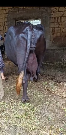 જાફરાબાદિ ભેંશ દેવાની છેં.