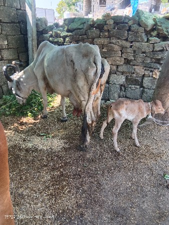 સફેદ ગાય વેચવાની છે