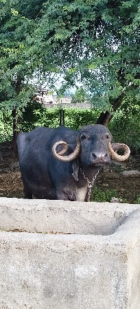 ભેસ વેચવાની છે