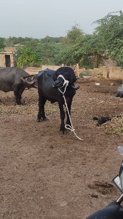 આ જાફરાબાદી પાડો વેચવા નો