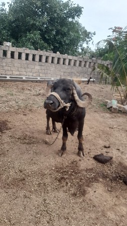 ભેસ વેચવાની છે