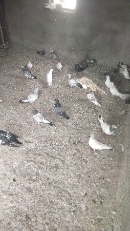 કબૂતર વેચવાના છે