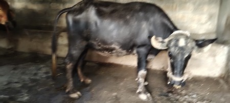 9 mahinani gabhani chhe