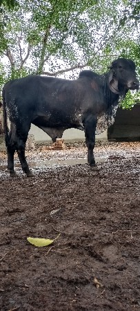 આ ખૂટ વેચવા નો સે
