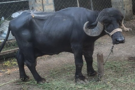 ભેસ વેશવાનિ છે