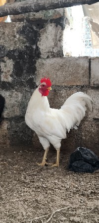 પ્યોર દેશી ફુલ વાઈટ મુરઘો