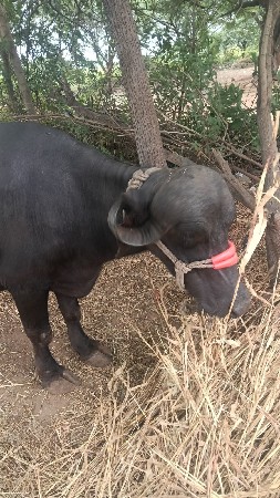 vechvani