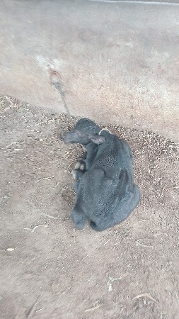 ભેંસ વેચવાની છે