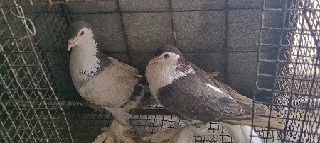 સીરાજી જોડી વેચવાની છે.