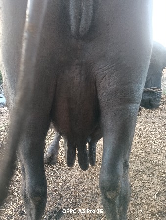 ભેસ