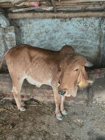 Ashok bhai Makwana