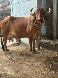 ગાય વેચવાની છે