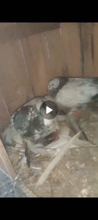 કબુતર વેચવાના છે