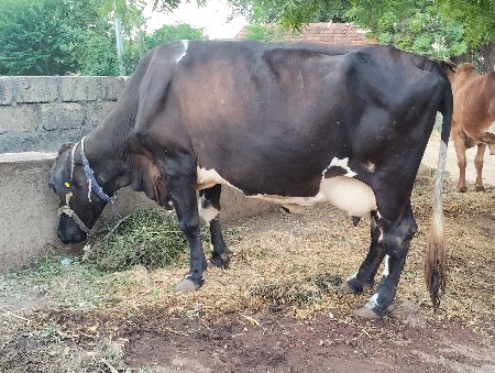 જરસી