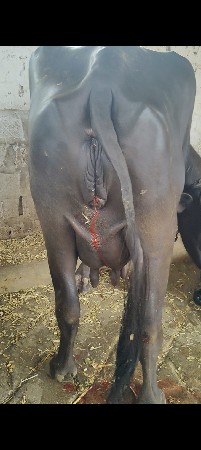 ભેંસ વેચવાની છે