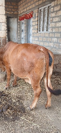 ગાય વેચવાની છે
