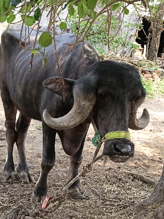 ખડેલી વેચવા ની સે