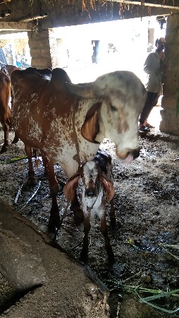 ગાય. વેચવાનીછે