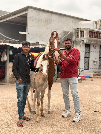 આ ઘોડી વેચવાની છે