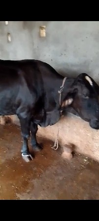 ક્રોસગાયવેસવાનીસે