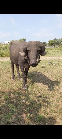 પાડો વેચવાનો છે