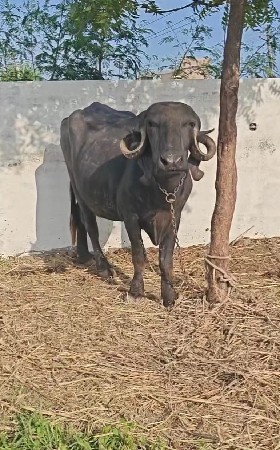 બીજુ આઠ દિવસની કાચી