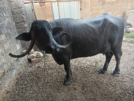 કીંમત 110000