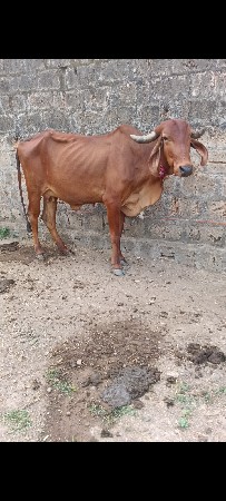 ગાઈદેવાનીસે