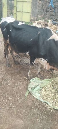 એસએફ જર્સી દેવાની છે