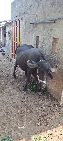 ભેંસ વેચવાની છે