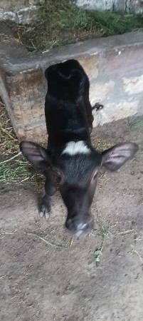 વેસવાની છે