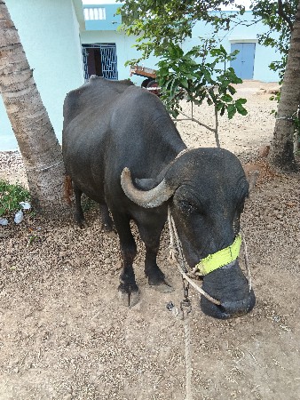 ભેંસ અને પાડી
