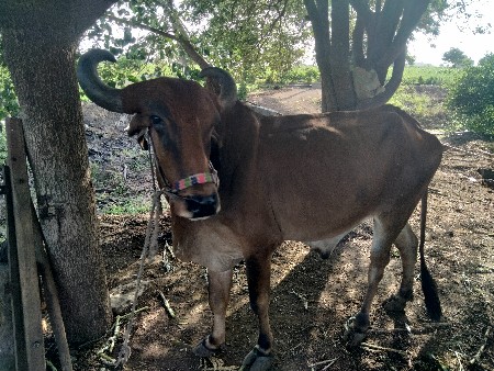બળદ વેચવાનો છે