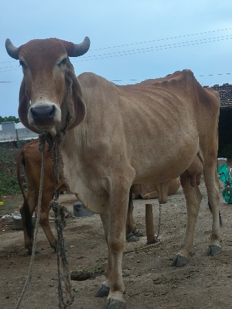 ગાય વેસવાની